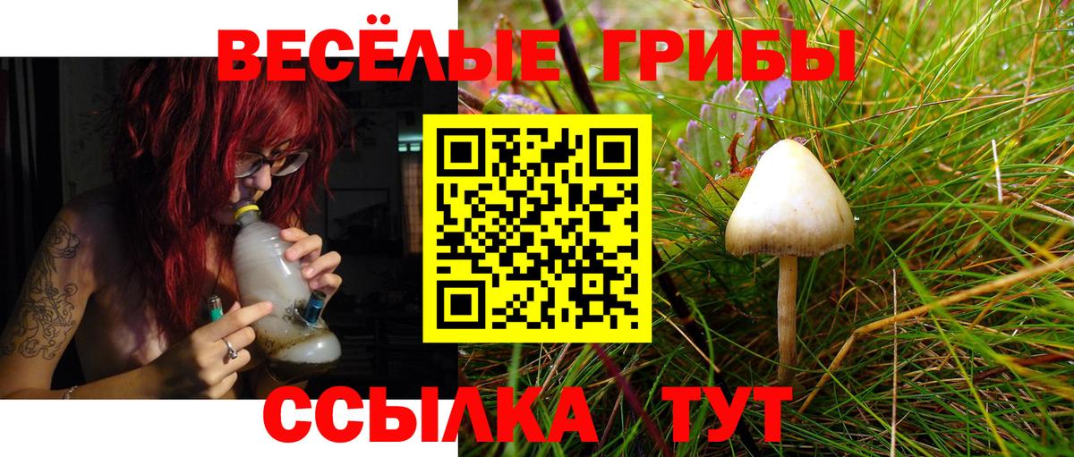 Псилоцибиновые грибы Psilocybine cubensis Пушкино